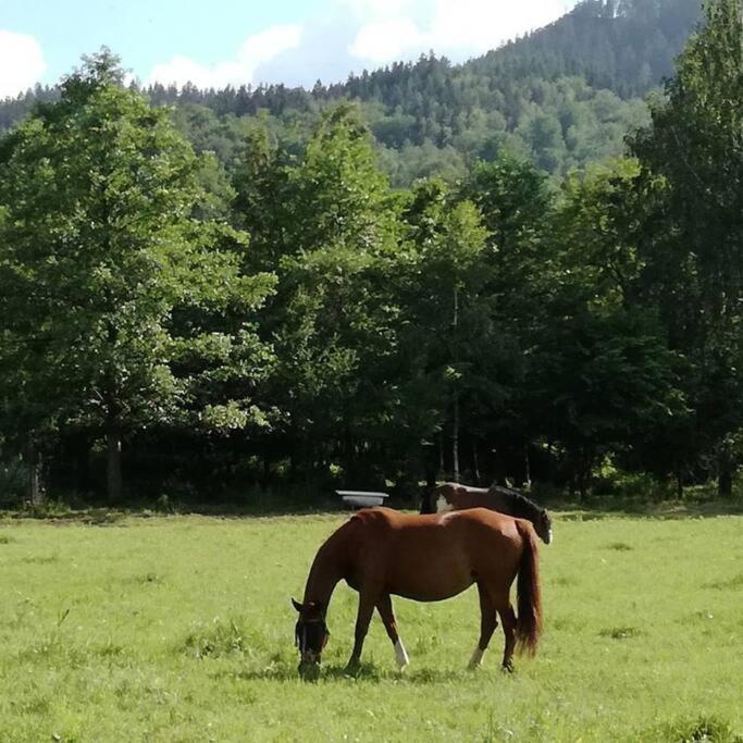 - Bobrowe Zacisze 3 Janowice Wielkie